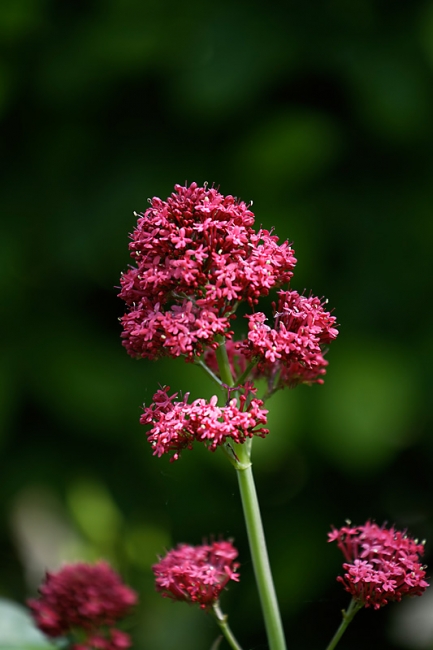 Jardin des Impressionnistes-MAI14-080